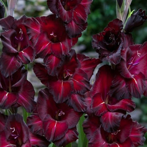 Гладиолус Блэк Джек 1 шт.   12/14	